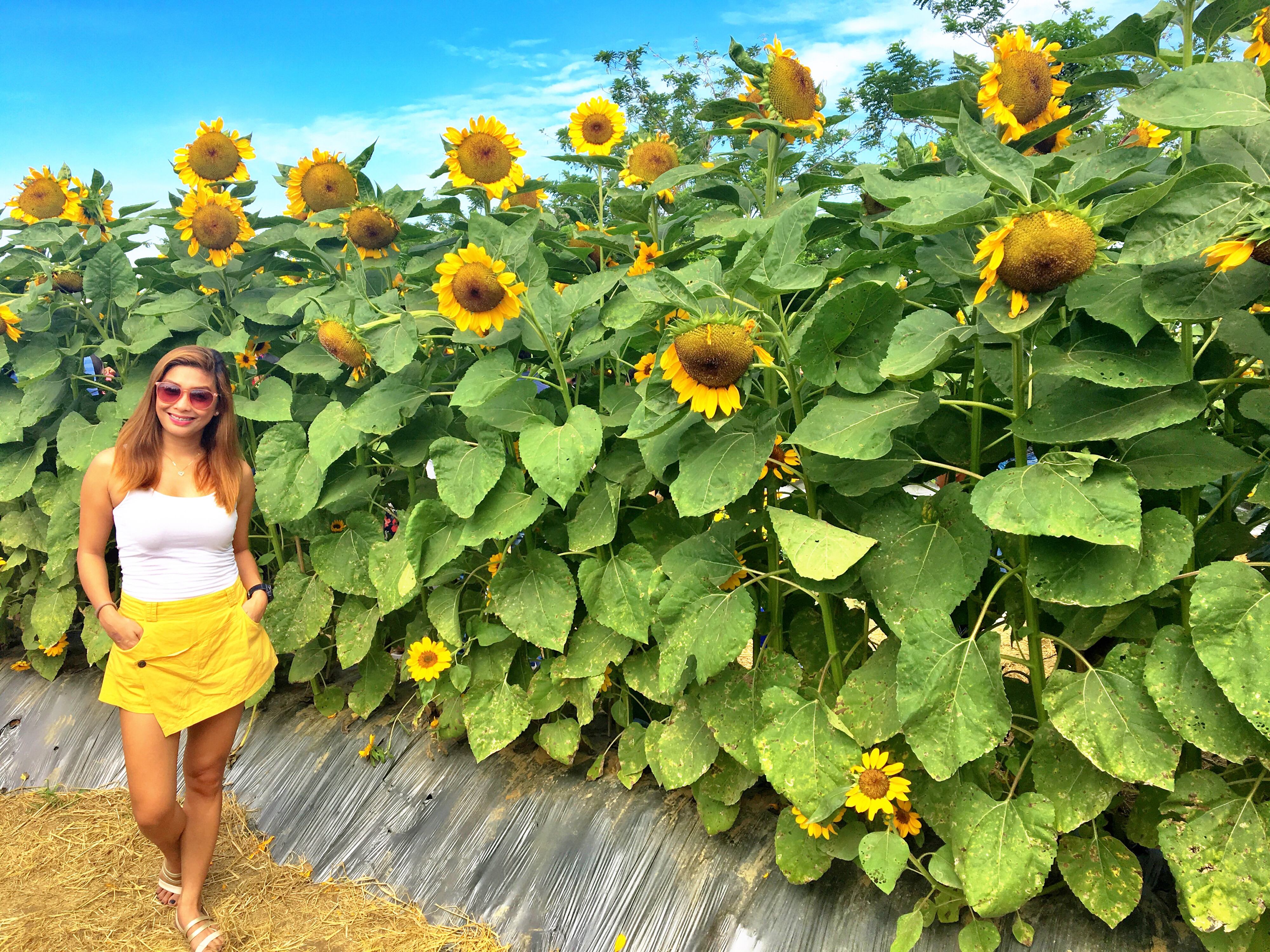 sunflower maze farm – althea's adventures